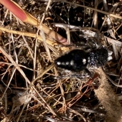 Bothriomutilla rugicollis (Mutillid wasp or velvet ant) at National Arboretum Woodland - 7 Feb 2024 by NickiTaws