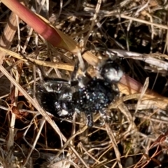 Bothriomutilla rugicollis at National Arboretum Woodland - 7 Feb 2024