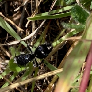 Bothriomutilla rugicollis at National Arboretum Woodland - 7 Feb 2024