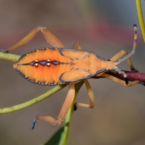 Amorbus rubiginosus at Dryandra St Woodland - 7 Feb 2024