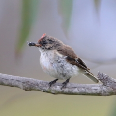Petroica goodenovii (Red-capped Robin) at Kama - 6 Feb 2024 by Trevor