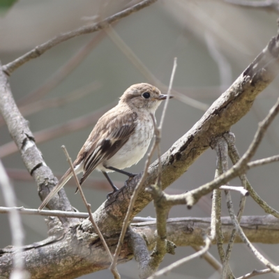 Petroica goodenovii (Red-capped Robin) at Whitlam, ACT - 6 Feb 2024 by Trevor