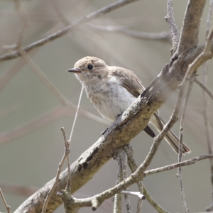 Petroica goodenovii at Kama - 6 Feb 2024