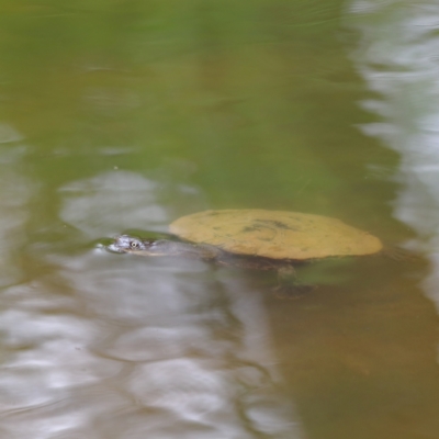 Chelodina longicollis (Eastern Long-necked Turtle) at Molonglo River Reserve - 6 Feb 2024 by MichaelWenke