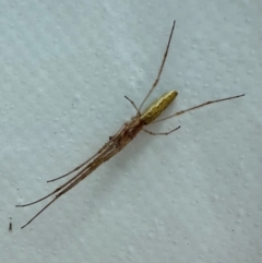 Tetragnatha sp. (genus) (Long-jawed spider) at Parkes, ACT - 7 Feb 2024 by Pirom