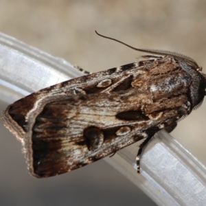 Agrotis munda at Hughes, ACT - 6 Feb 2024