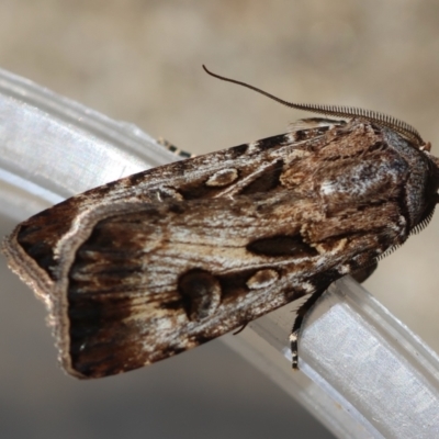 Agrotis munda (Brown Cutworm) at Hughes, ACT - 6 Feb 2024 by LisaH