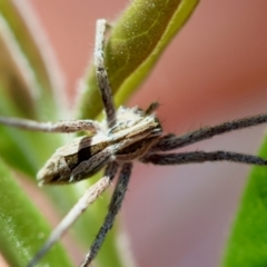 Argoctenus sp. (genus) (Wandering ghost spider) at Hughes Grassy Woodland - 7 Feb 2024 by LisaH