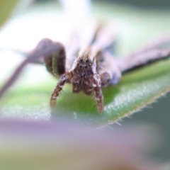 Argoctenus sp. (genus) at Red Hill to Yarralumla Creek - 7 Feb 2024