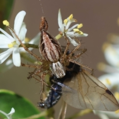 Oxyopes sp. (genus) (Lynx spider) at Hughes, ACT - 7 Feb 2024 by LisaH