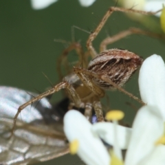 Oxyopes sp. (genus) at Red Hill to Yarralumla Creek - 7 Feb 2024