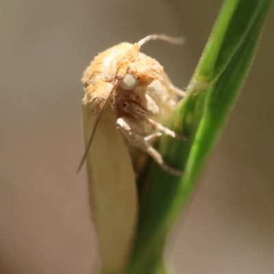 Lithosiini (tribe) (Footman) at Red Hill to Yarralumla Creek - 7 Feb 2024 by LisaH