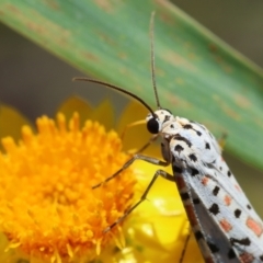 Utetheisa pulchelloides (Heliotrope Moth) at Deakin, ACT - 7 Feb 2024 by LisaH
