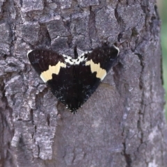 Eutrichopidia latinus (Yellow-banded Day-moth) at Kama - 6 Feb 2024 by Trevor