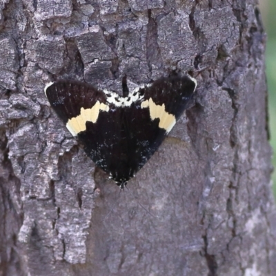 Eutrichopidia latinus (Yellow-banded Day-moth) at Molonglo River Reserve - 6 Feb 2024 by MichaelWenke