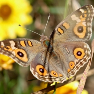 Junonia villida at Hughes Grassy Woodland - 7 Feb 2024 12:50 PM