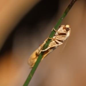 Scoliacma nana at Red Hill to Yarralumla Creek - 7 Feb 2024