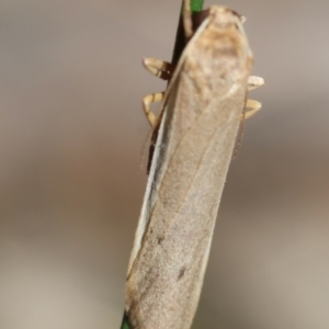 Scoliacma nana at Red Hill to Yarralumla Creek - 7 Feb 2024