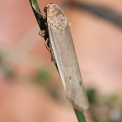 Scoliacma nana at Red Hill to Yarralumla Creek - 7 Feb 2024