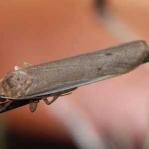 Scoliacma nana at Red Hill to Yarralumla Creek - 7 Feb 2024