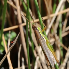 Bermius brachycerus (A grasshopper) at Whitlam, ACT - 6 Feb 2024 by Trevor