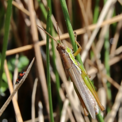 Bermius brachycerus (A grasshopper) at Whitlam, ACT - 6 Feb 2024 by Trevor