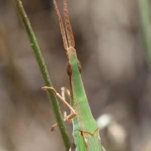 Acrida conica at Red Hill to Yarralumla Creek - 7 Feb 2024 01:21 PM