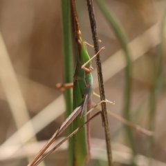 Acrida conica at Red Hill to Yarralumla Creek - 7 Feb 2024 01:21 PM