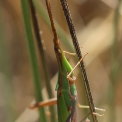 Acrida conica at Red Hill to Yarralumla Creek - 7 Feb 2024 01:21 PM