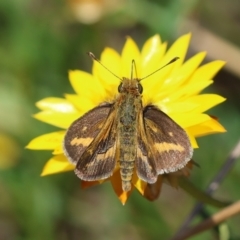 Taractrocera papyria (White-banded Grass-dart) at Hughes Grassy Woodland - 7 Feb 2024 by LisaH