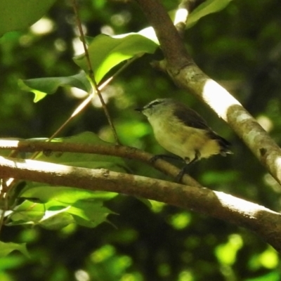 Gerygone mouki (Brown Gerygone) at Macquarie Pass - 6 Feb 2024 by GlossyGal