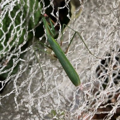 Pseudomantis albofimbriata (False garden mantis) at Emu Creek Belconnen (ECB) - 7 Feb 2024 by JohnGiacon