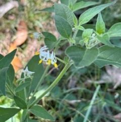 Solanum chenopodioides (Whitetip Nightshade) at QPRC LGA - 7 Feb 2024 by Safarigirl