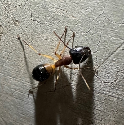 Camponotus consobrinus (Banded sugar ant) at Reid, ACT - 6 Feb 2024 by Pirom