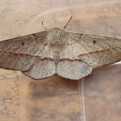 Antictenia punctunculus (A geometer moth) at Rugosa - 6 Feb 2024 by SenexRugosus