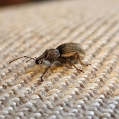 Perperus sp. (Unidentified Perperus weevil) at QPRC LGA - 7 Feb 2024 by MatthewFrawley