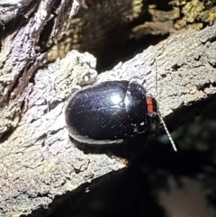 Paropsisterna rufipes (Eucalyptus leaf beetle, Red-footed leaf beatle) at Reid, ACT - 4 Feb 2024 by Pirom