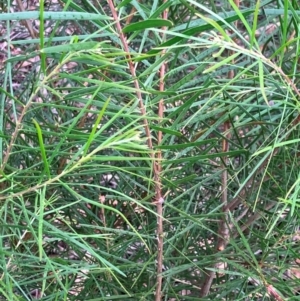 Acacia floribunda at Hall, ACT - 5 Feb 2024 11:01 AM