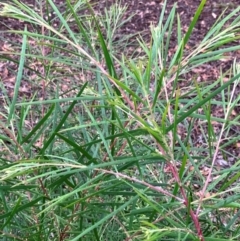 Acacia floribunda at Hall, ACT - 5 Feb 2024 11:01 AM