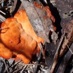 Trametes coccinea at Murrumbateman, NSW - 7 Feb 2024 02:01 PM