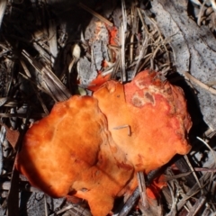 Trametes coccinea at Murrumbateman, NSW - 7 Feb 2024 02:01 PM