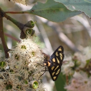 Amata (genus) at Murrumbateman, NSW - 7 Feb 2024