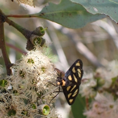 Amata (genus) (Handmaiden Moth) at Murrumbateman, NSW - 7 Feb 2024 by SimoneC