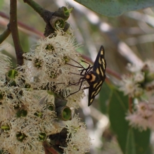Amata (genus) at Murrumbateman, NSW - 7 Feb 2024 02:19 PM