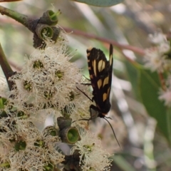 Amata (genus) at Murrumbateman, NSW - 7 Feb 2024 02:19 PM