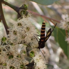 Amata (genus) at Murrumbateman, NSW - 7 Feb 2024 02:19 PM