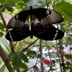 Papilio aegeus (Orchard Swallowtail, Large Citrus Butterfly) at Wollondilly Local Government Area - 7 Feb 2024 by Freebird