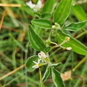 Solanum chenopodioides at Cooleman Ridge - 5 Feb 2024