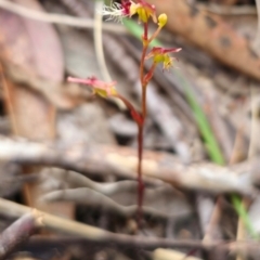 Thynninorchis huntianus (Common Elbow Orchid) by Csteele4