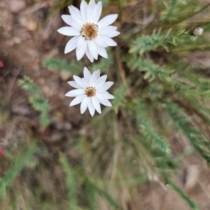 Rhodanthe anthemoides at Namadgi National Park - 7 Feb 2024